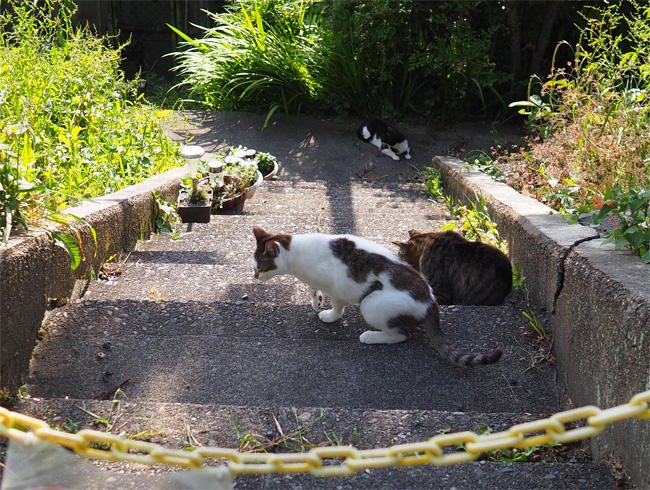 京都猫さん5115.jpg