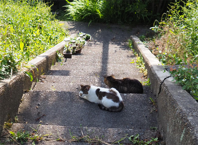 京都猫さん5124.jpg