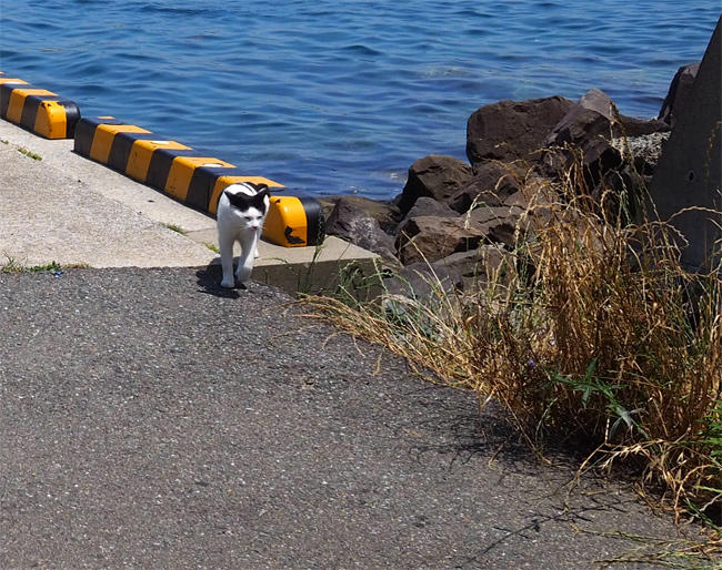 フェリー乗り場猫さん5179.jpg