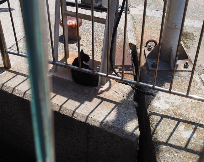 猫島猫さん5183.jpg