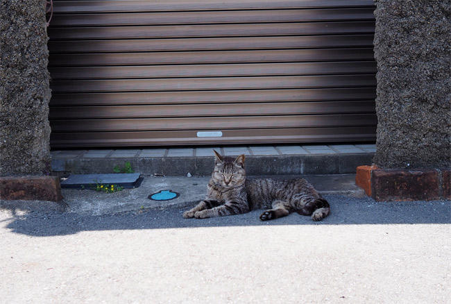 猫島猫さん5184.jpg