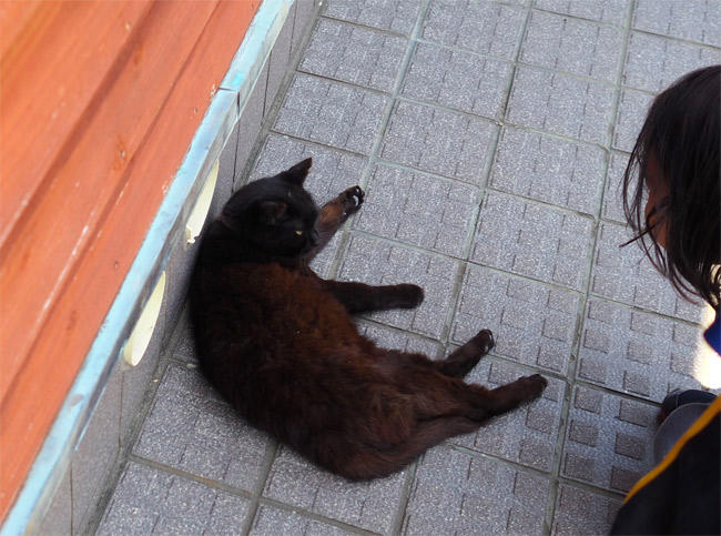 猫島猫さん5186.jpg