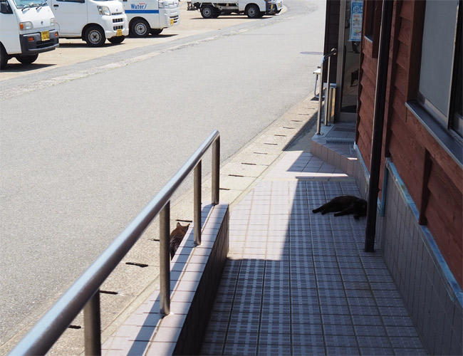 猫島猫さん5188.jpg