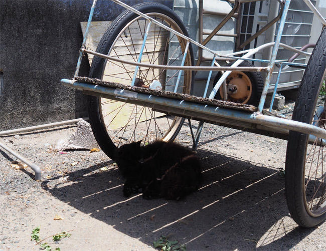 猫島の猫さん5195.jpg