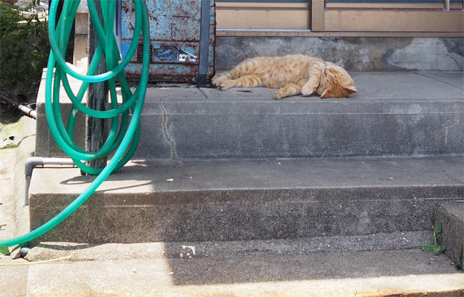 猫島の猫さん5196.jpg