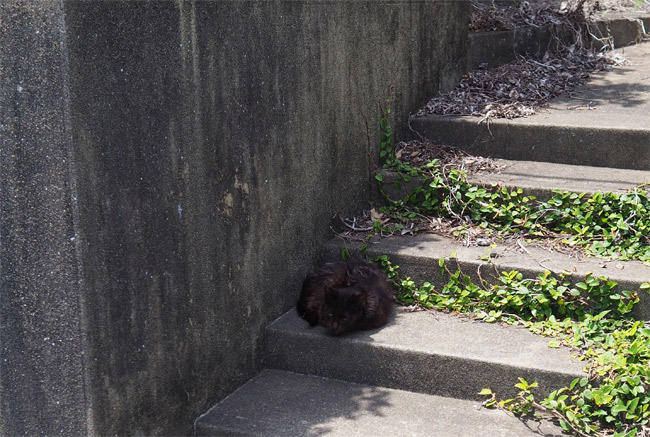 猫島の猫さん5198.jpg