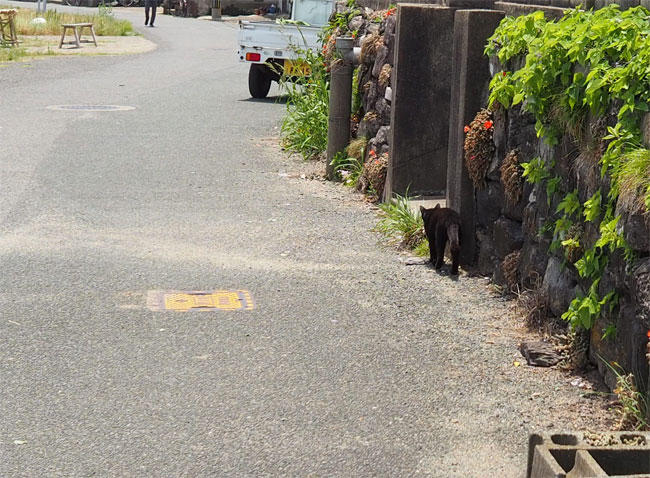 猫島猫さん5205.jpg