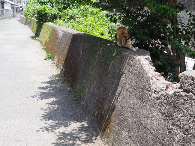 猫島猫さん5208.jpg
