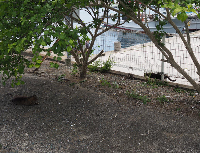 海の猫さん5229.jpg
