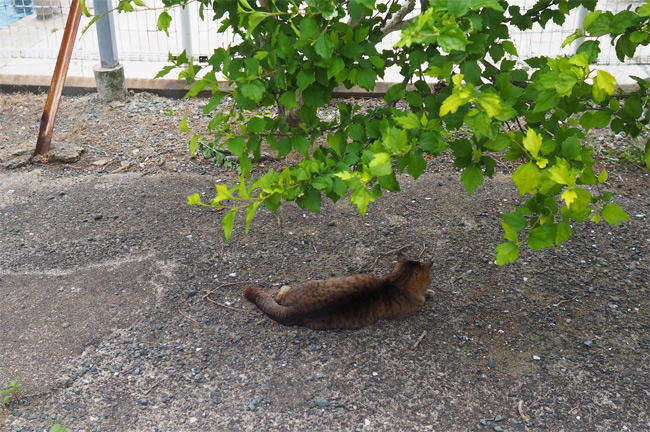海の猫さん5230.jpg