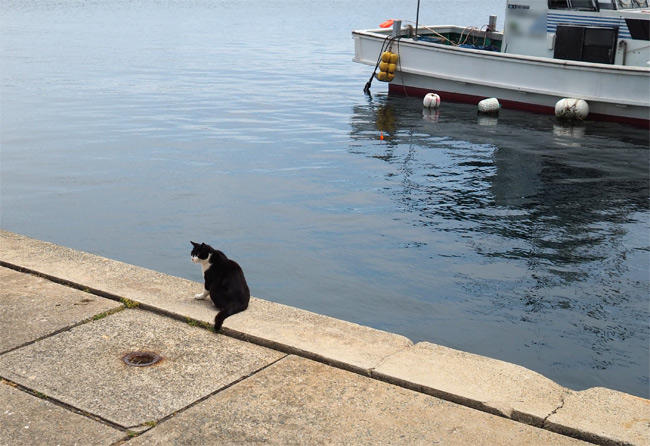 海の猫さん5231.jpg
