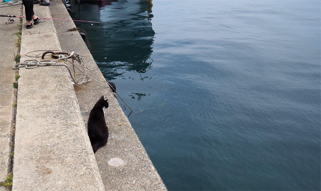 海の猫さん5232.jpg
