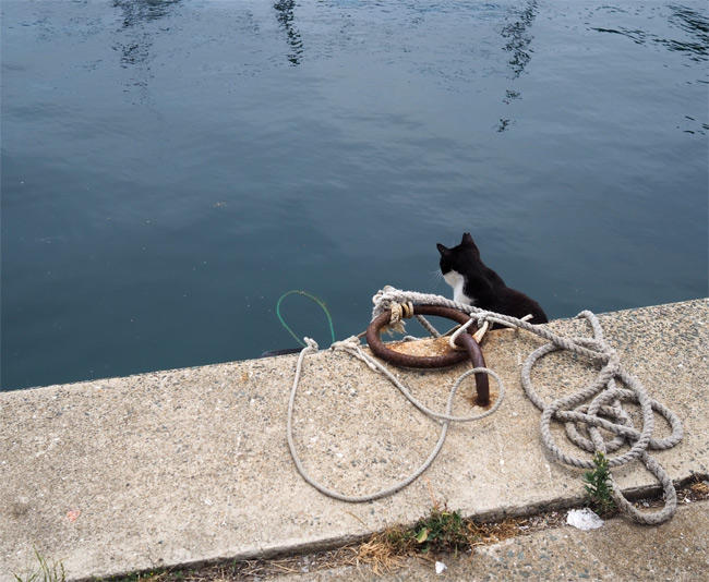 海の猫さん5233.jpg