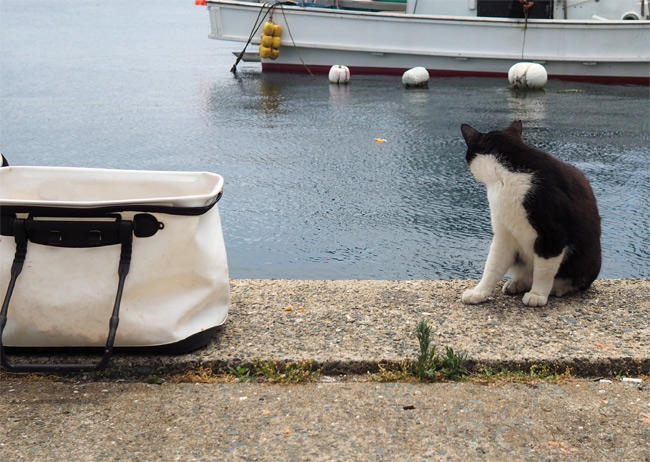 海の猫さん5236.jpg