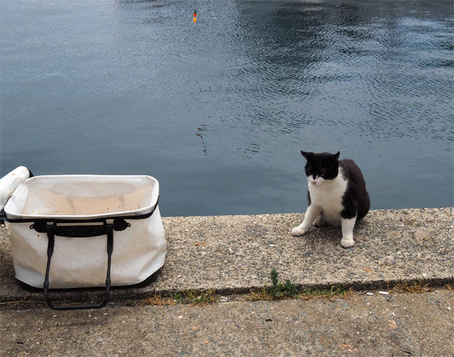 海の猫さん5237.jpg