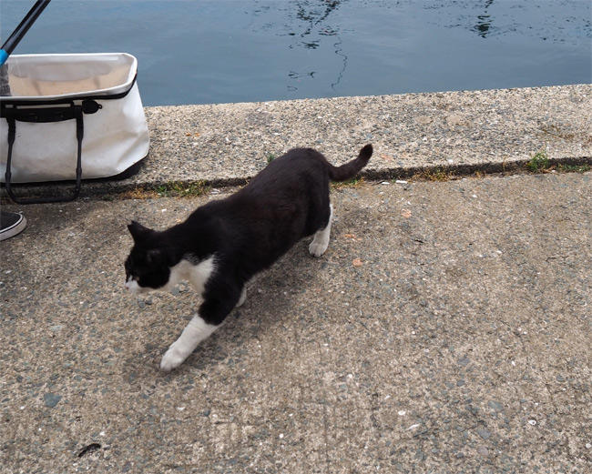海の猫さん5238.jpg