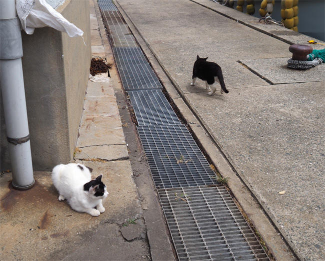 海の猫さん5239.jpg