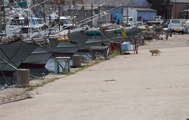海辺の猫さん5241.jpg
