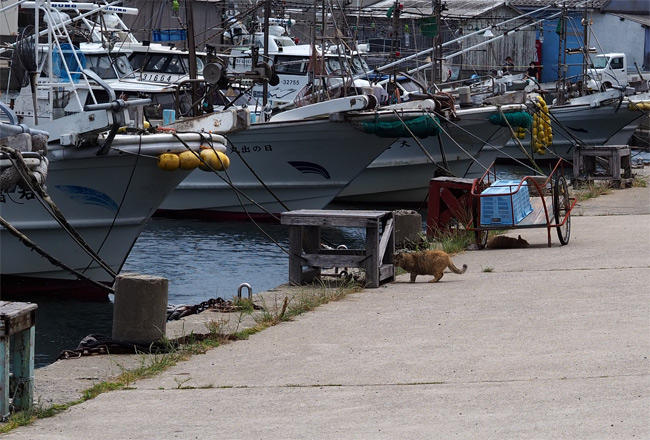 海辺の猫さん5242.jpg