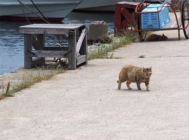 海辺の猫さん5244.jpg