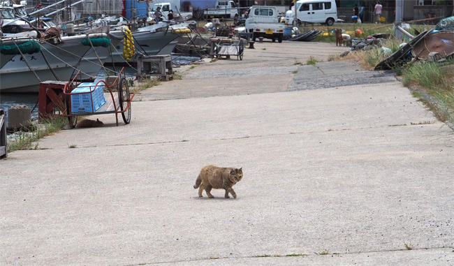 海辺の猫さん5245.jpg