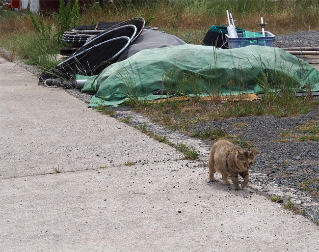 海辺の猫さん5246.jpg
