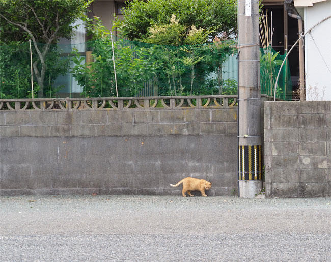 島猫さん5257.jpg