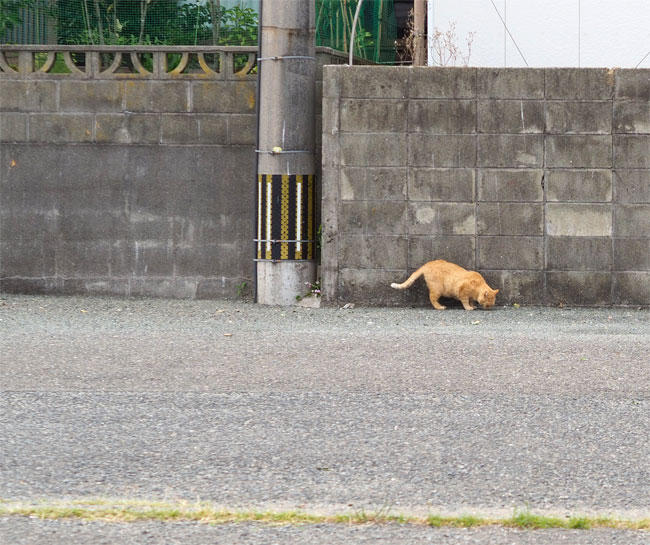 島猫さん5258.jpg