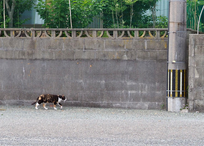 島猫さん5259.jpg
