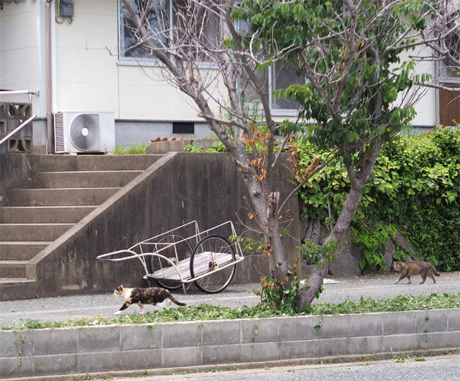 島猫さん5264.jpg