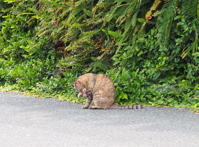 島猫さん5267.jpg