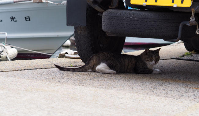 猫島の猫さん5286.jpg