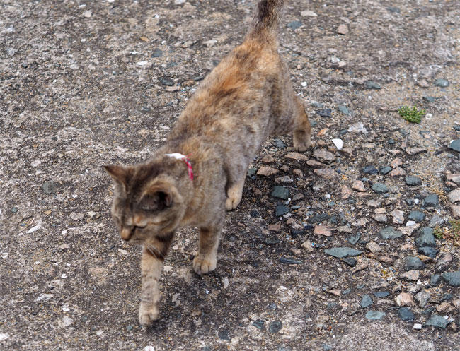 猫島の猫さん5287.jpg