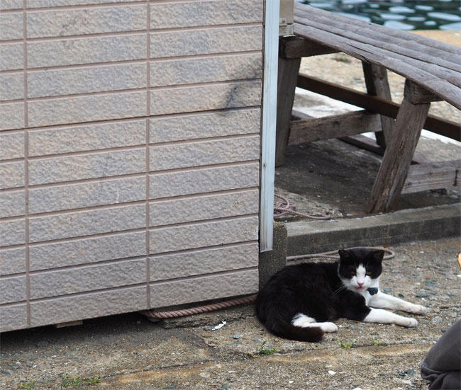 猫島の猫さん5288.jpg