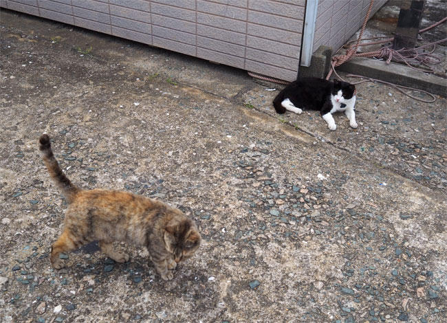 猫島の猫さん5289.jpg