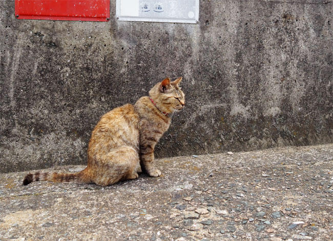 猫島の猫さん5290.jpg
