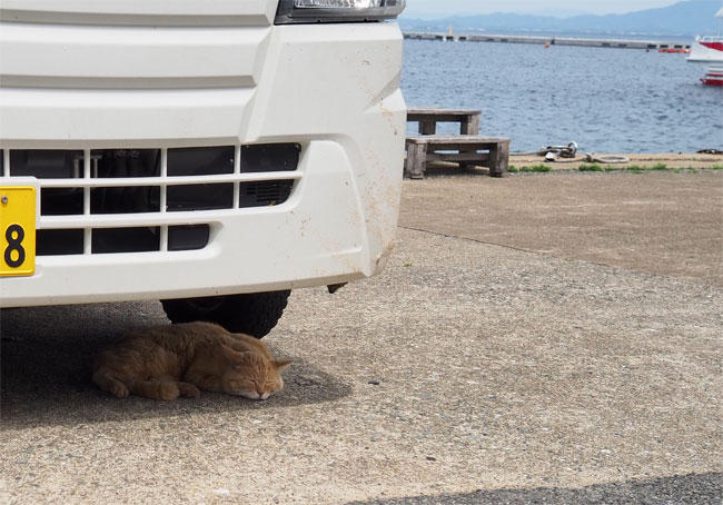 猫島の猫さん5291.jpg