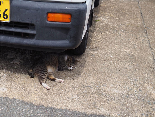 猫島の猫さん5292.jpg