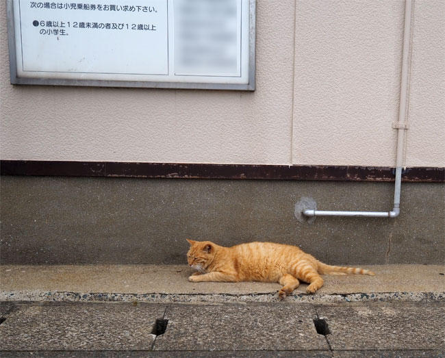 猫島の猫さん5293.jpg