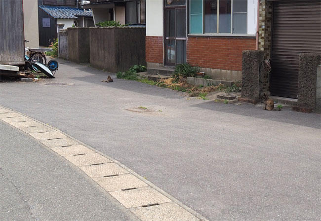 島猫さん5294.jpg