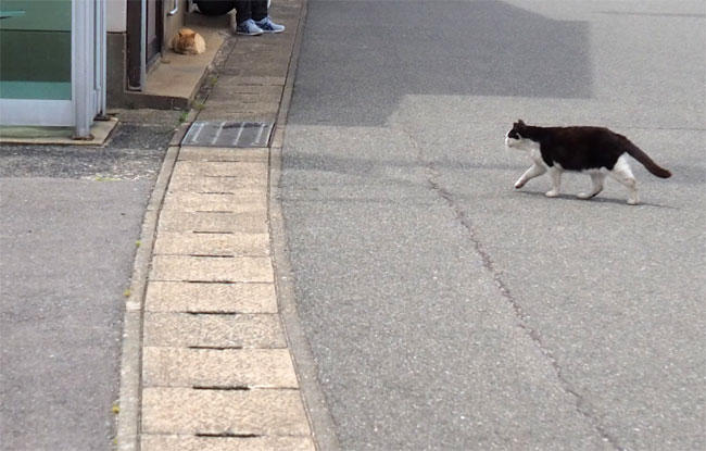 島猫さん5297.jpg