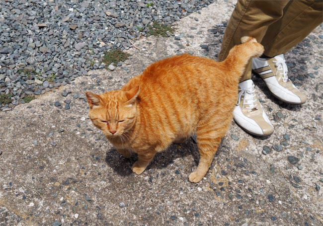 島猫さん5300.jpg