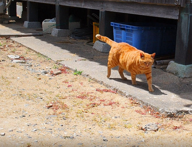 島猫さん5304.jpg