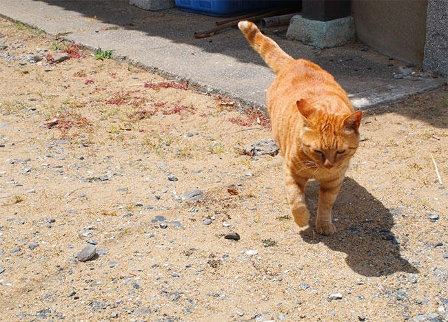 島猫さん5305.jpg
