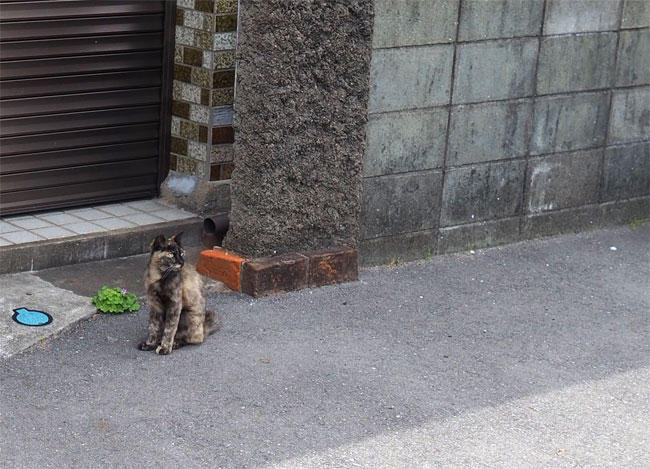 島猫さん5306.jpg