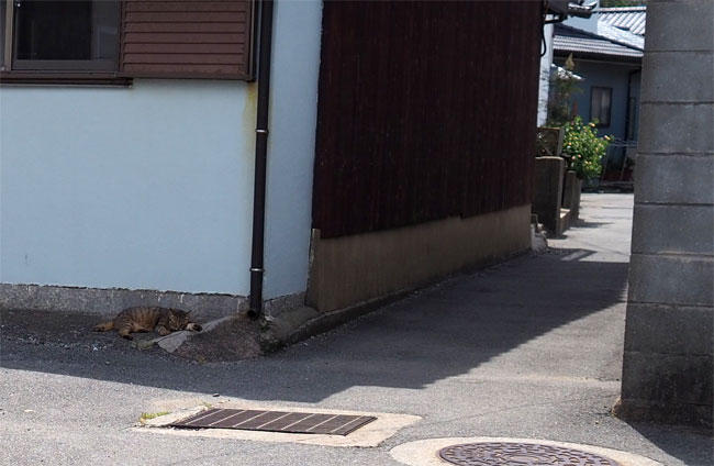 島猫さん5312.jpg