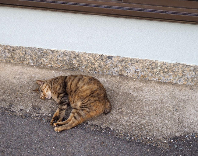 島猫さん5313.jpg