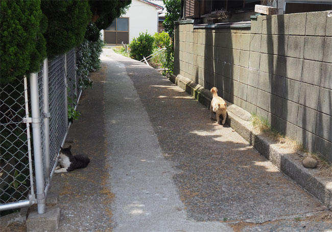 島猫さん5314.jpg