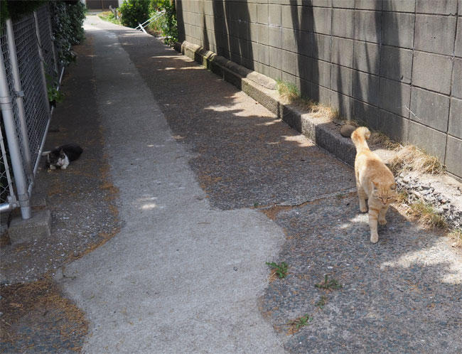 猫島猫さん5315.jpg