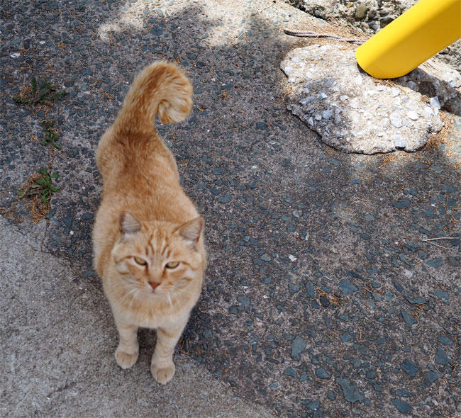 猫島猫さん5316.jpg